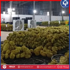 Quạt công nghiệp thổi sầu riêng, vựa nông sản 1100x1100 19 Quạt công nghiệp thổi sầu riêng, vựa nông sản 1380x1380