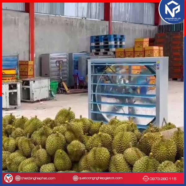 Quạt công nghiệp thổi sầu riêng, vựa nông sản 1100x1100 16 Quạt công nghiệp thổi sầu riêng NIPACO
